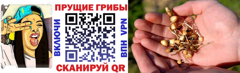 блэк спрут ТОР  Краснокаменск  Псилоцибиновые грибы мицелий 